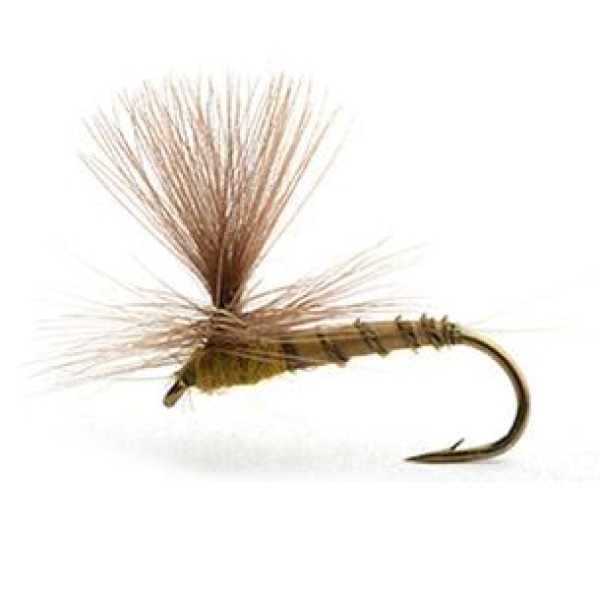 BIOT DUN MEDIUM OLIVE - 16