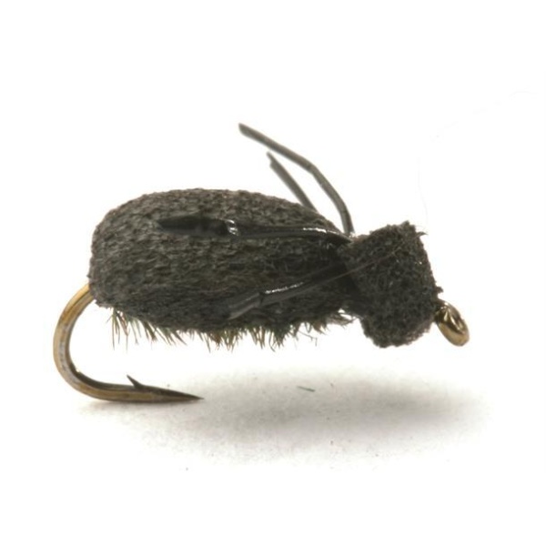 Foam Beetle Lawsons
