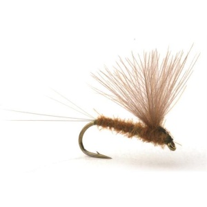 Runes CDC Nohackle Olive