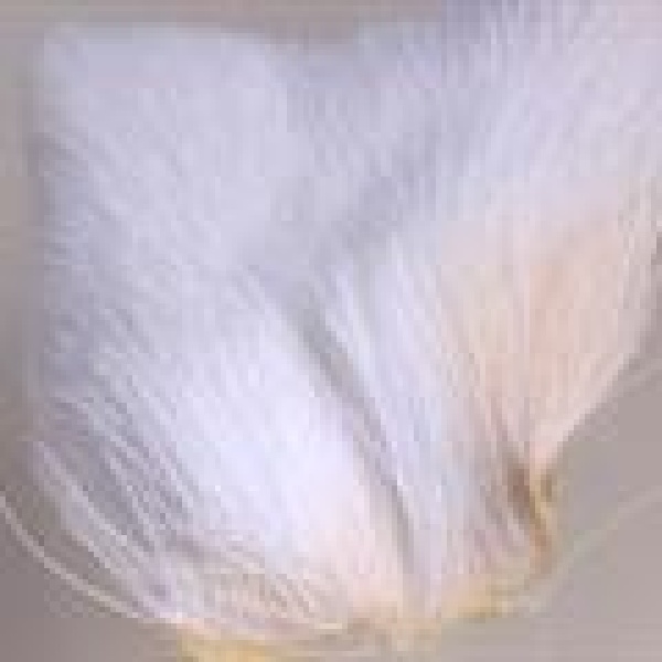 Deer Belly Hair - Bilde 2
