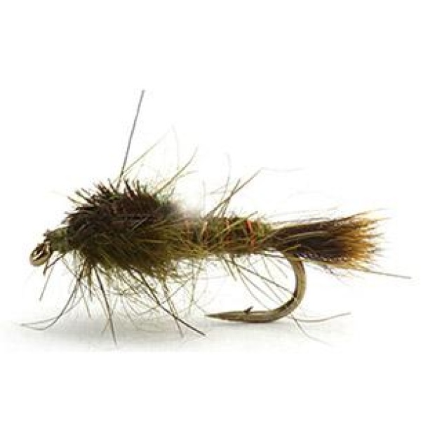 HARES EAR OLIVE NYMFE - 16