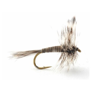 Mosquito