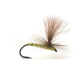 Olive Flash