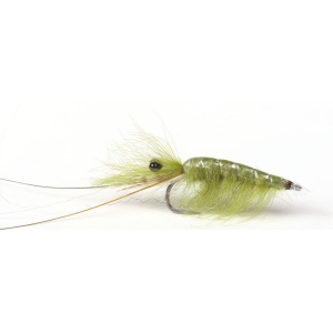 Olive Cdc Shrimp #6