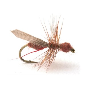 Flying Ant Cinnamon