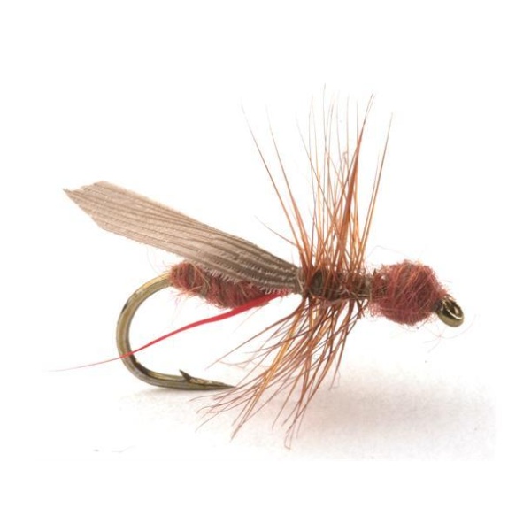 Flying Ant Cinnamon