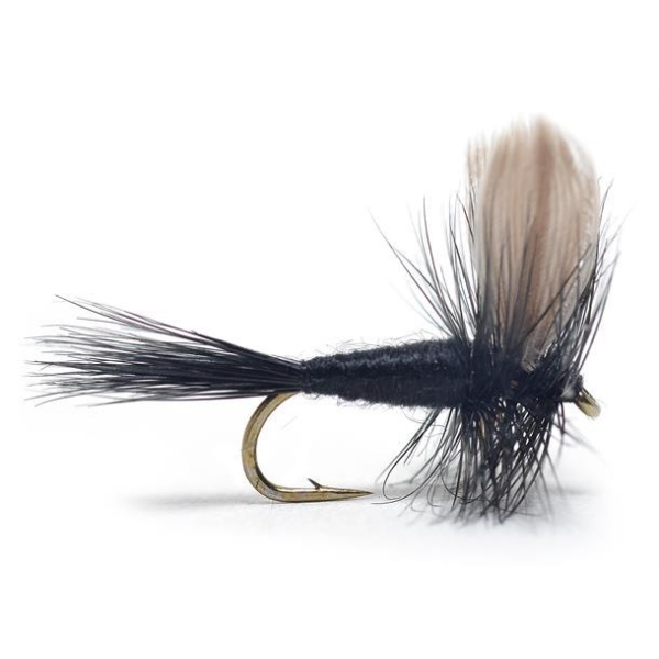 Black Gnat