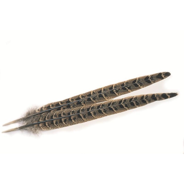 Pheasant Hen ringneck centre tails