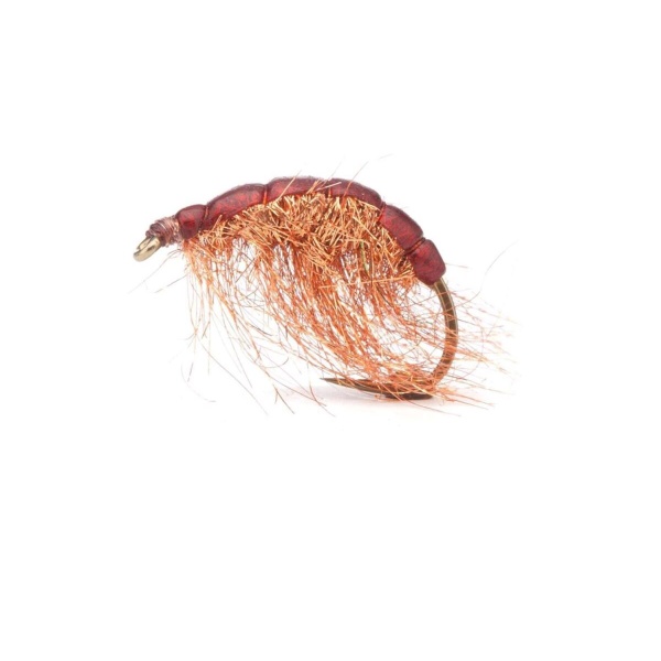 Kopperloppen Brown TMC 2457