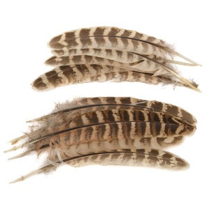 Pheasant Hen ringneck wing quills