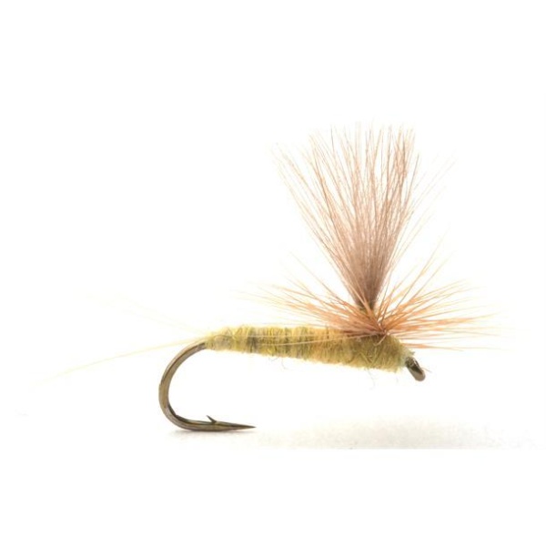 Sulphurea #12