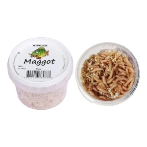 Maggot Vit