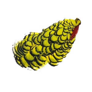 Amherst Pheasant Head - Yellow