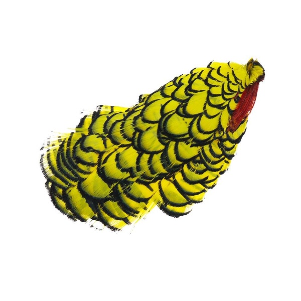 Amherst Pheasant Head - Yellow