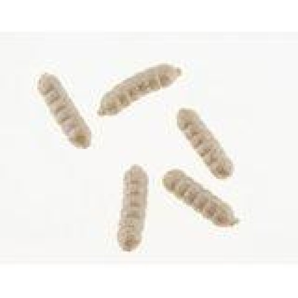 PowerBait Maggots White