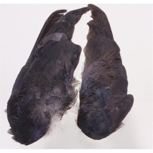 Jackdaw whole wings