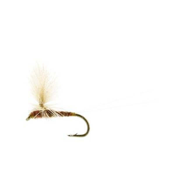 Ignita Dun Ginger TMC100 #16