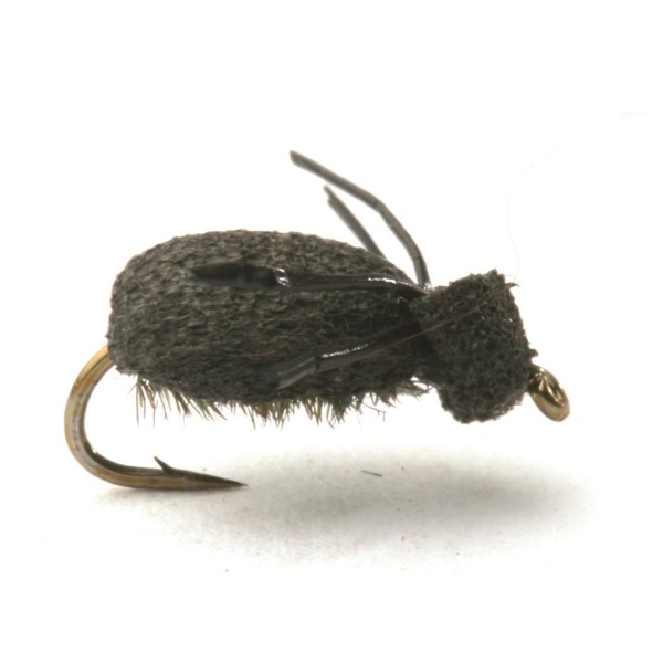 Foam Beetle Lawsons #16