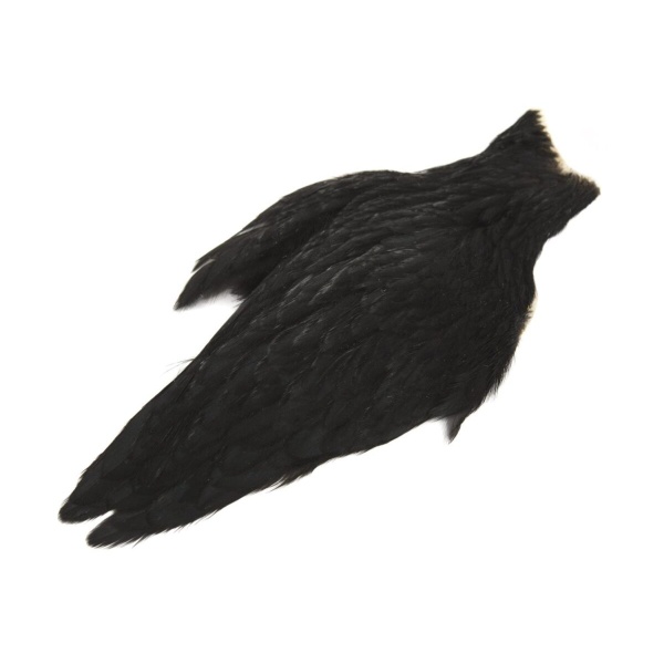 American Hen Cape - Bilde 4