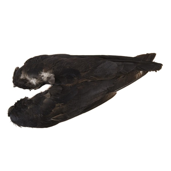 Crow whole wings