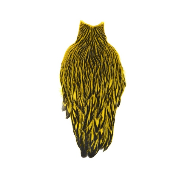 American Hen Cape Black laced - Bilde 3