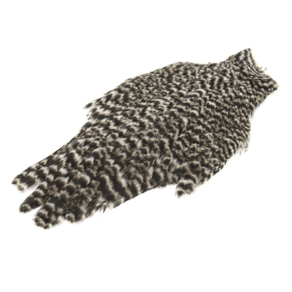 American Hen Cape - Bilde 3