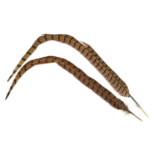 Phesant Cock Ringneck Centre Tails - Bilde 2