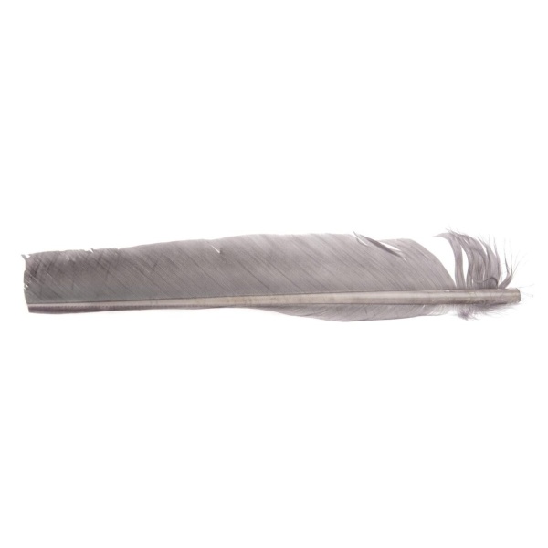 Turkey Biot Quills