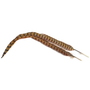 Phesant Cock Ringneck Centre Tails