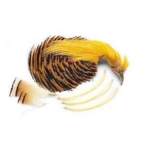 Golden Phesant Complete Head