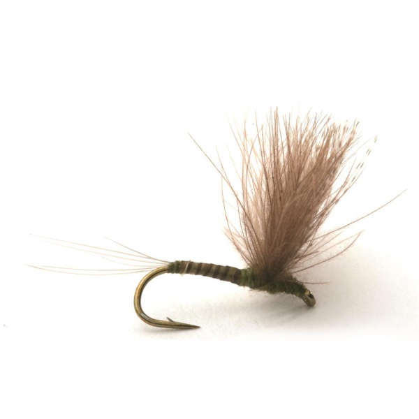 CDC Biot Comparadun Olive