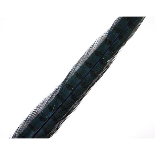 Fasantupp mittre Hale - Bilde 6