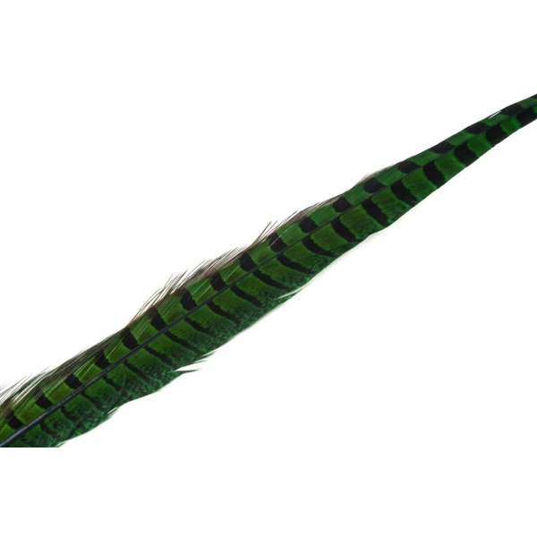 Fasantupp mittre Hale - Bilde 4
