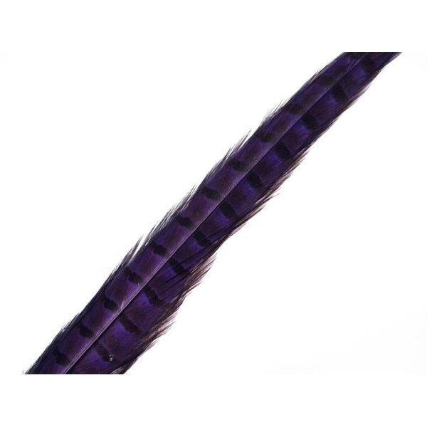Fasantupp mittre Hale - Bilde 2
