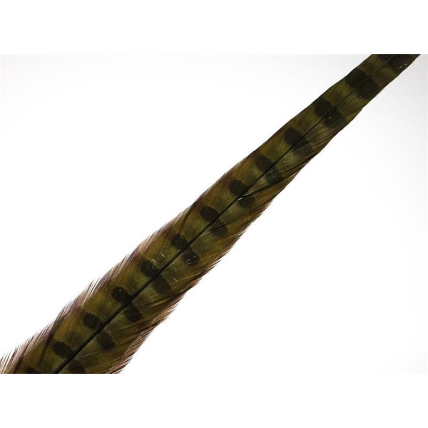 Fasantupp mittre Hale - Bilde 21