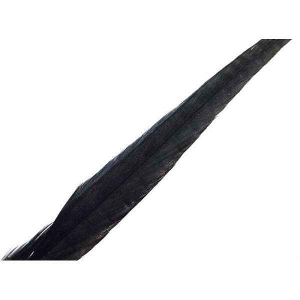 Fasantupp mittre Hale - Bilde 15