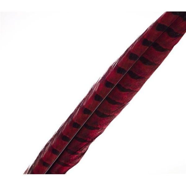 Fasantupp mittre Hale - Bilde 22