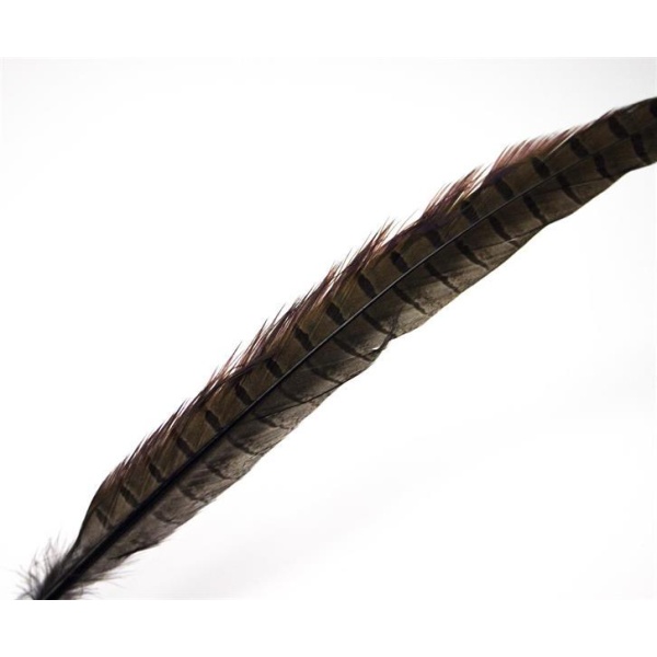 Fasantupp mittre Hale - Bilde 20