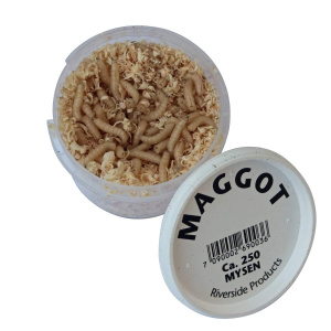 Maggot - Hvit
