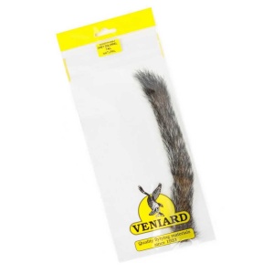 Gray Squirrel